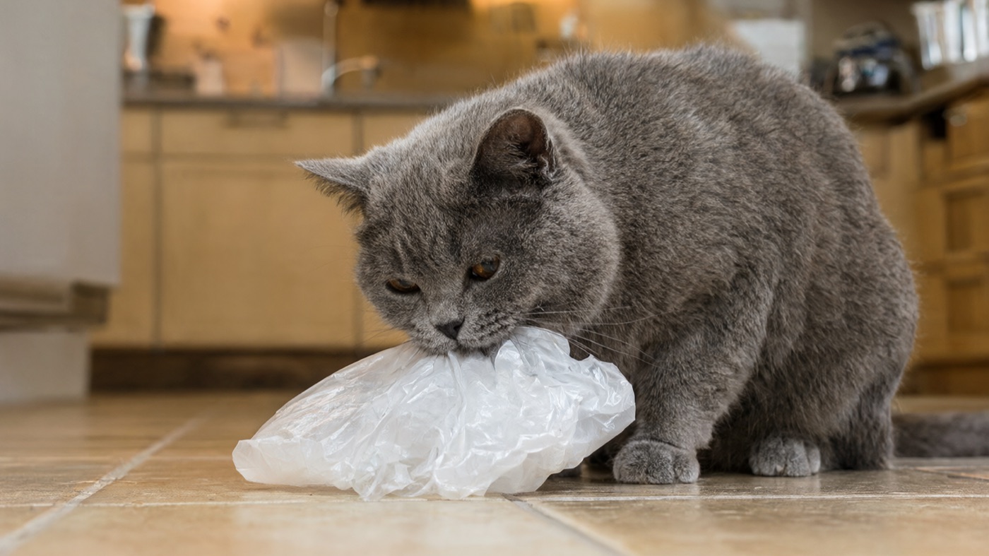 A grey cat chewing a plastic bag