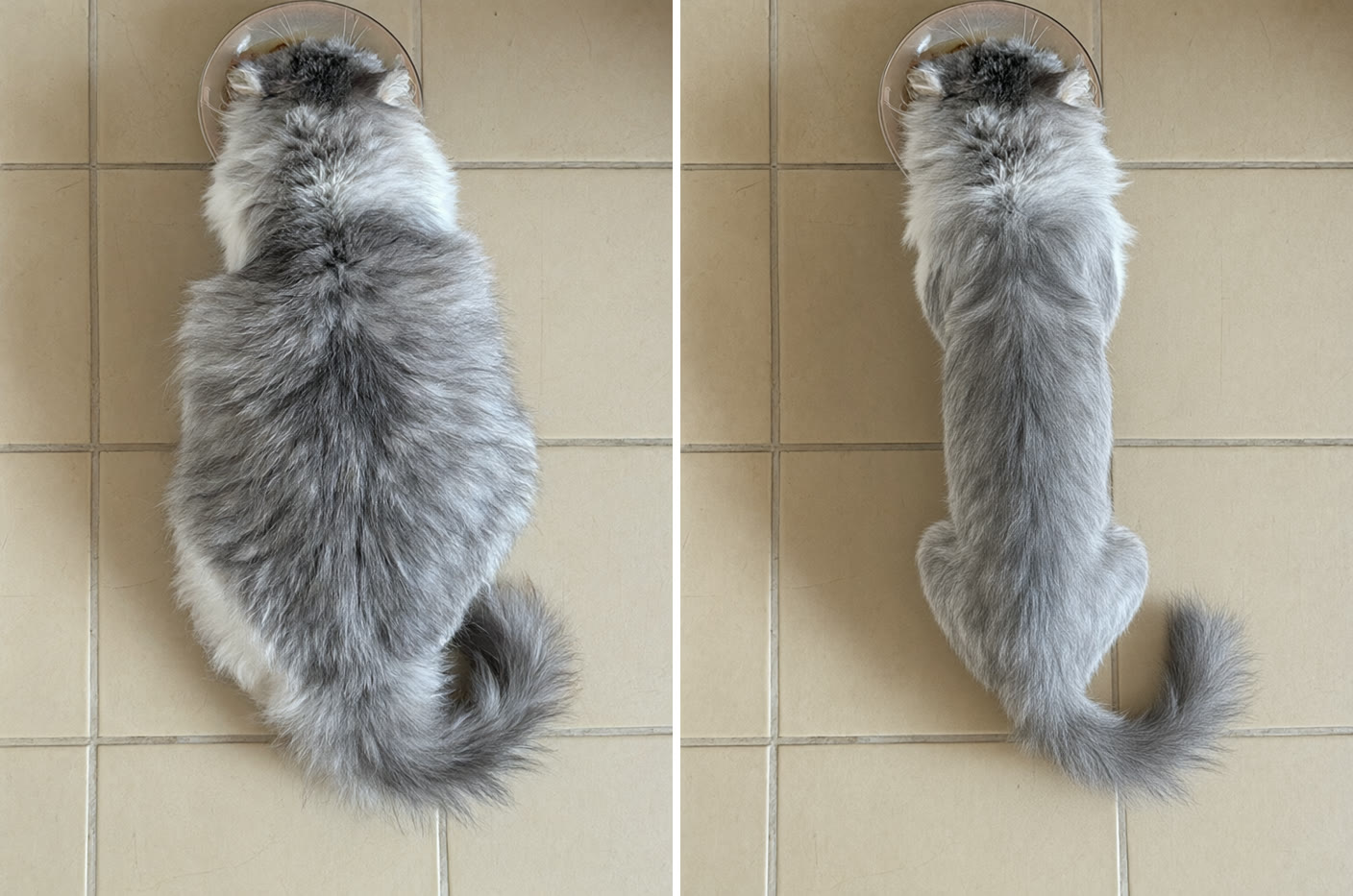 The same long-haired cat seen from above, first full and round, then much thinner